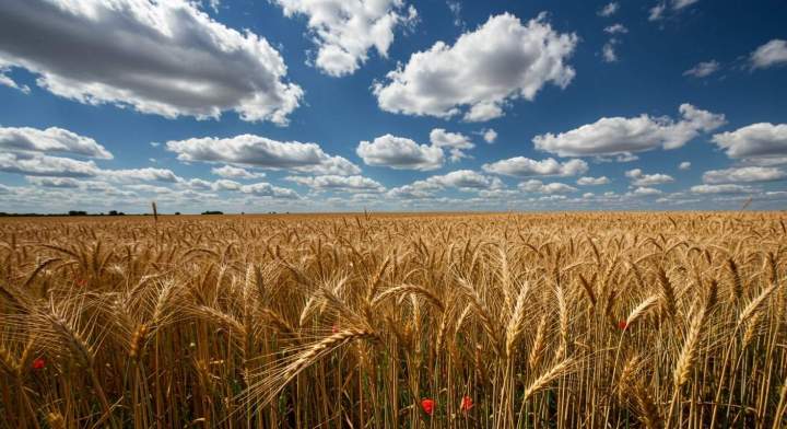 Culture de céréales Campagne-lès-Boulonnais