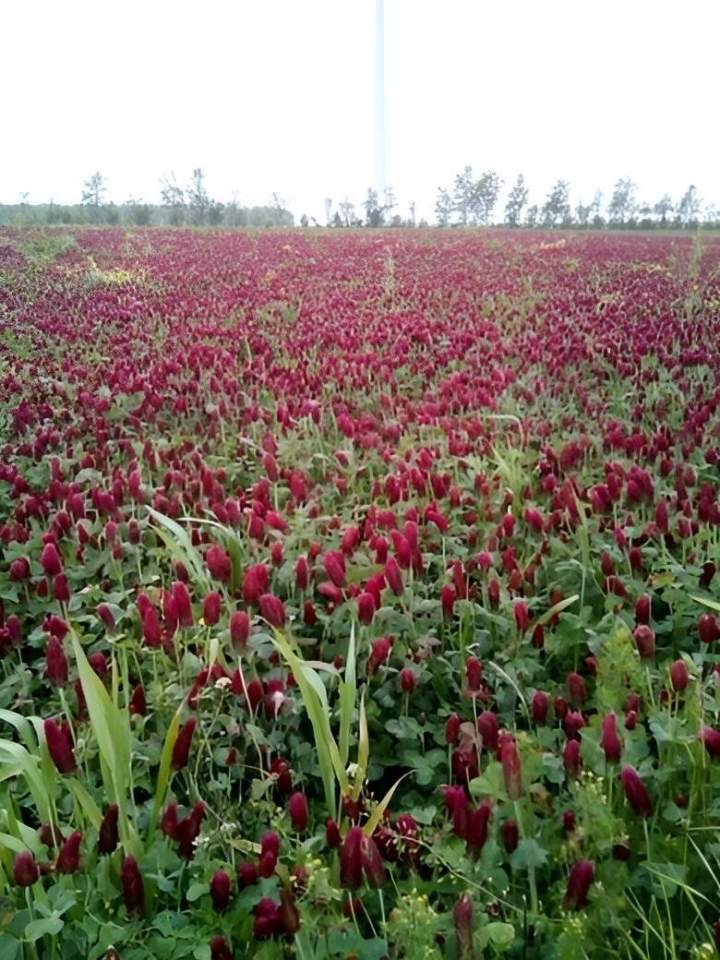 Champ de trèfles incarnats Campagne-lès-Boulonnais