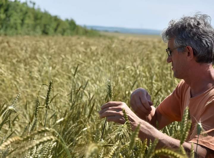 Champs de blés anciens et agroforestiers Campagne-lès-Boulonnais
