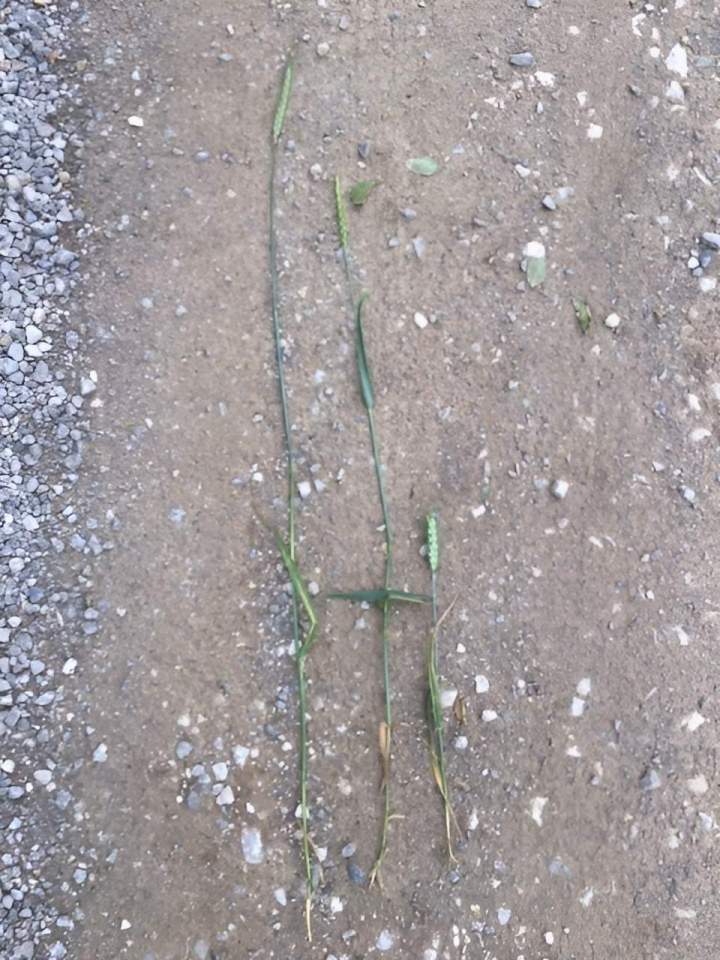 Epis blé moderne et ancien Campagne-lès-Boulonnais