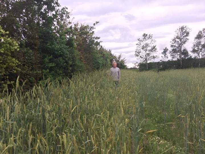 Haies pour croissance des blés Campagne-lès-Boulonnais