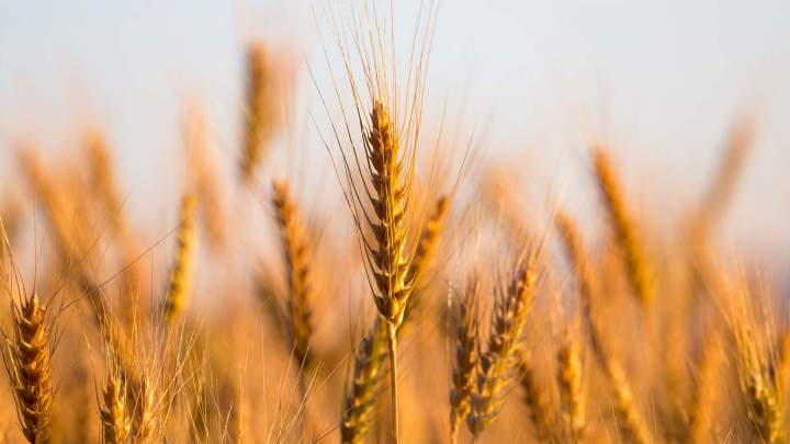 Champ bio et agroforestier Campagne-lès-Boulonnais
