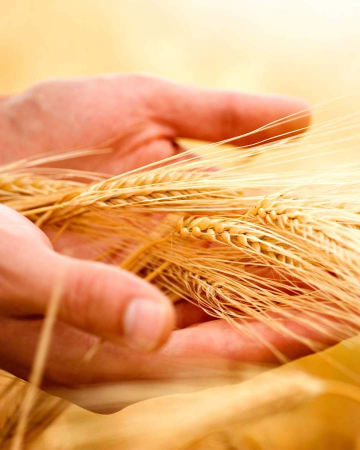 Champ et arbre Campagne-lès-Boulonnais